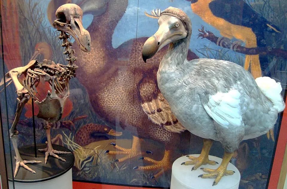 Museum display showing a reconstructed dodo beside preserved skeletal material
